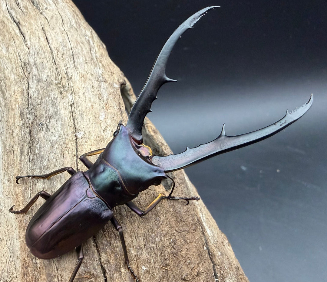 《メタリフェルホソアカ亜種フィナエ パープル系 75.5mm ペア》