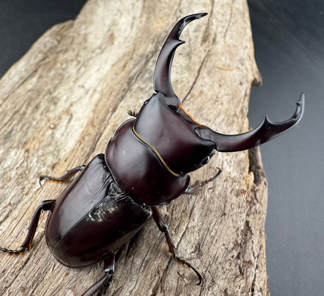 【WD】《ウォードコクワ チベット産 50mm ペア》