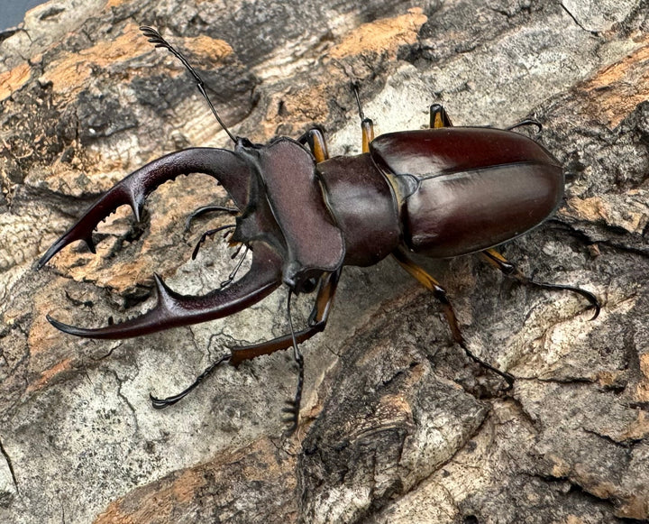 【WD】2018新種記載《ジュシャンミヤマ 54mm ペア》