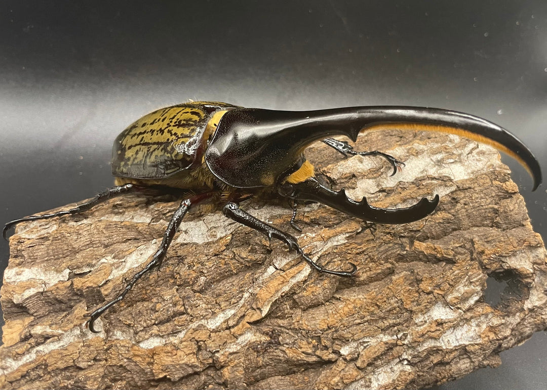 《ヘラクレス・ヘラクレス 128mm ペア》