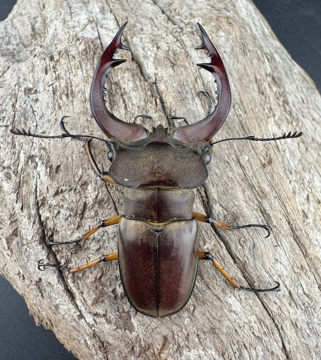 【WD】《フェアメイルミヤマ 雅安市産 55mm ペア》