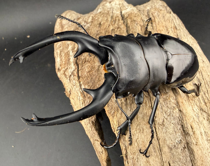 【WD】《インターメディアツヤクワガタ バタラザ産 95.5mm ペア》