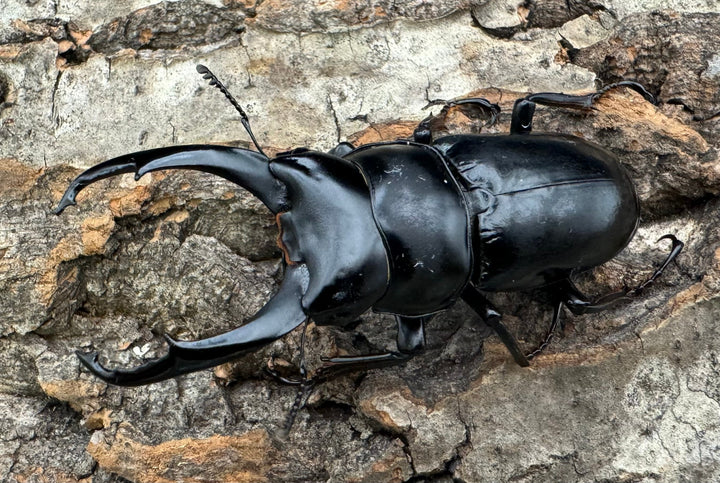 【WD】《ネパレンシス ssp. チベット産 61mm ♂♀♀トリオ》