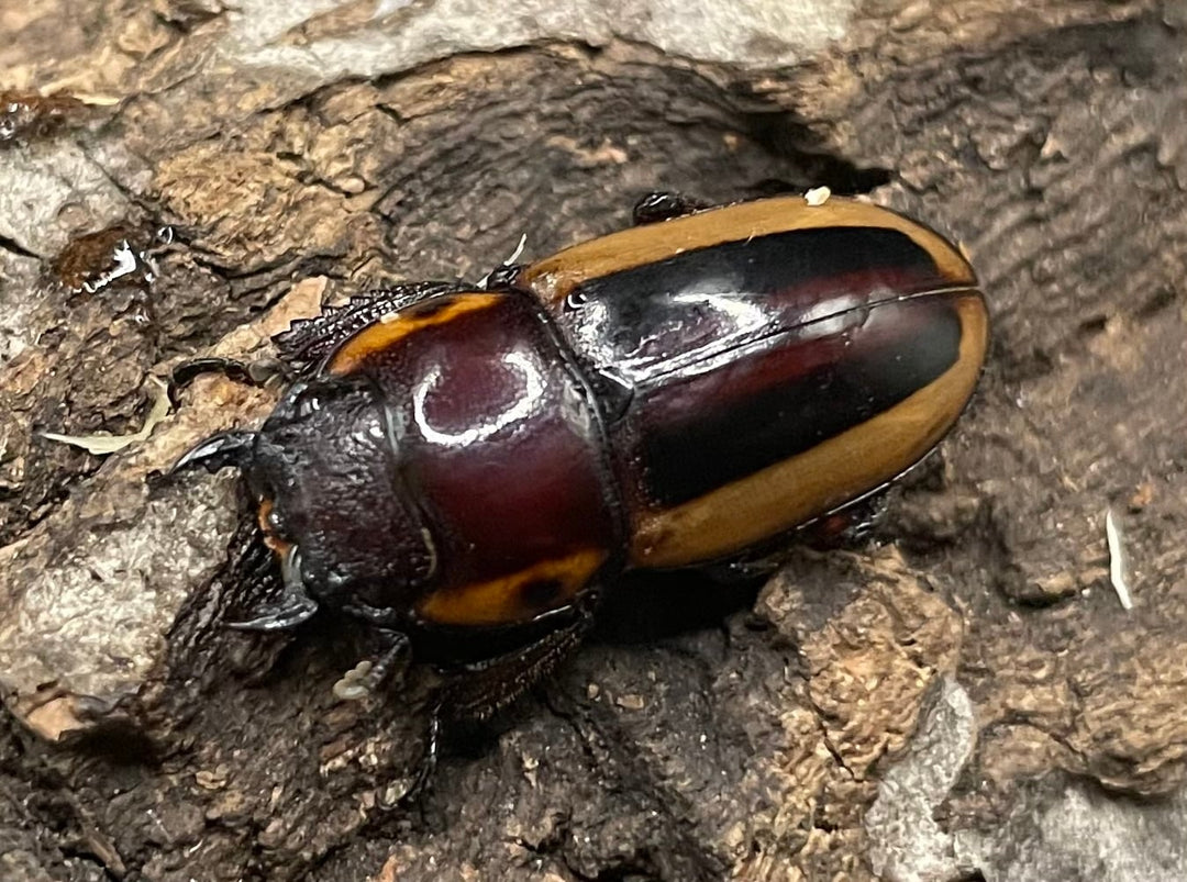 【WD】超特大《ラテラリスノコギリ亜種マイリーン 57mm ペア》