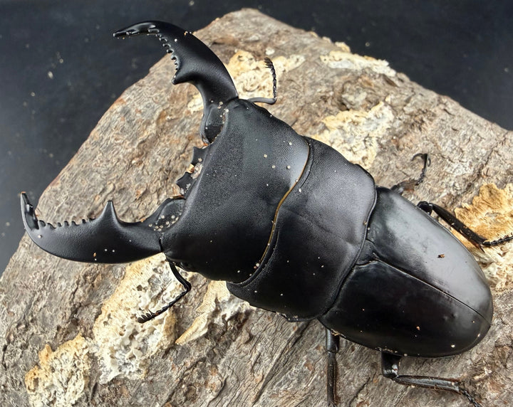 【WD】《スマトラオオヒラタ パダン産 83mm ペア》