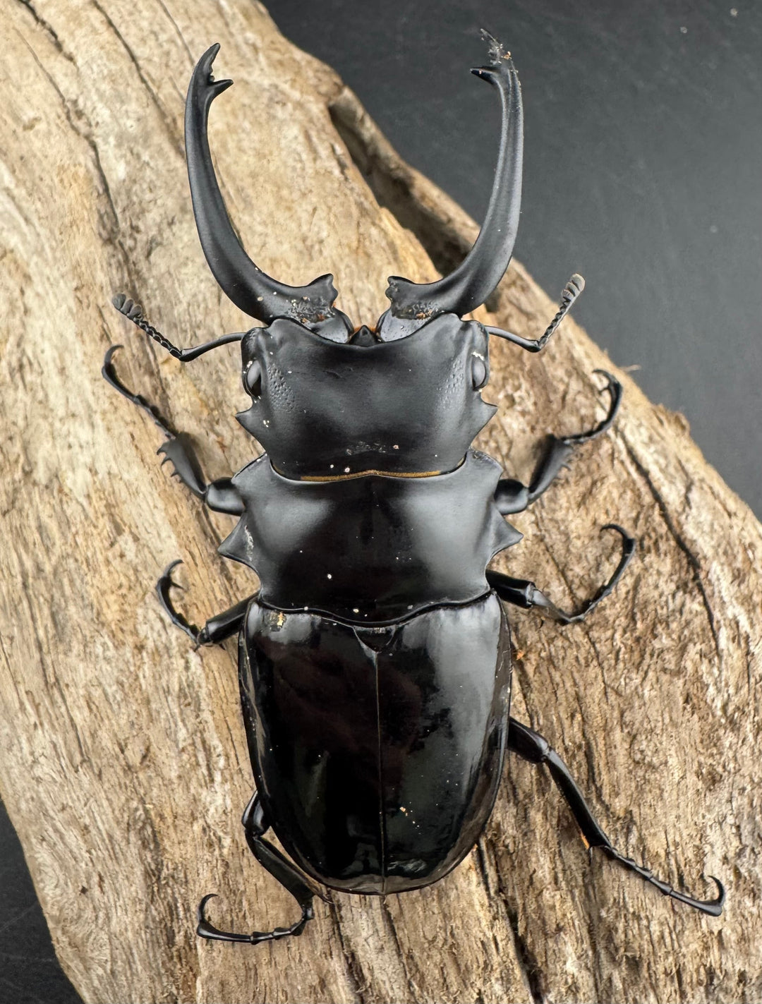 【WD】《ダールマンツヤクワガタ亜種セレベンシス 81.5mm ペア》