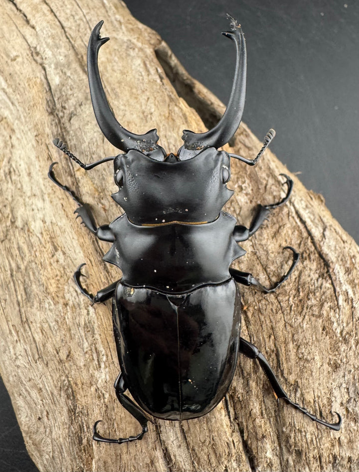 【WD】《ダールマンツヤクワガタ亜種セレベンシス 81.5mm ペア》