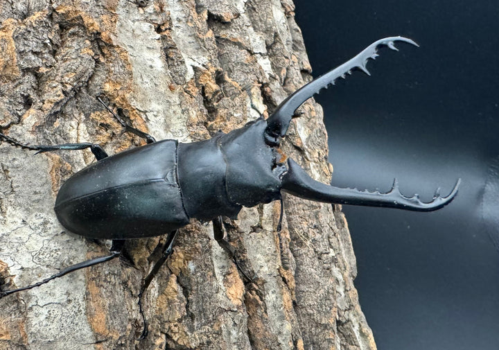 即ブリ《ギラファノコギリ亜種ケイスケ 90mm ペア》