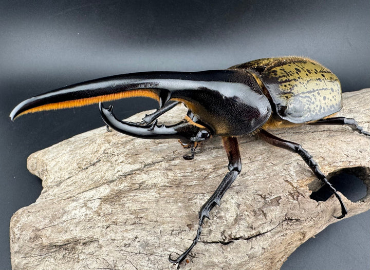 《ヘラクレス・ヘラクレス 131mm ペア》