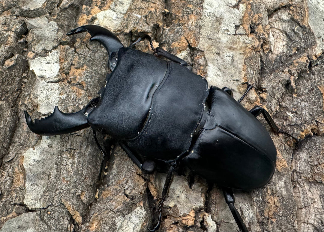 【WD】《東ペレンヒラタクワガタ 80mm ペア》