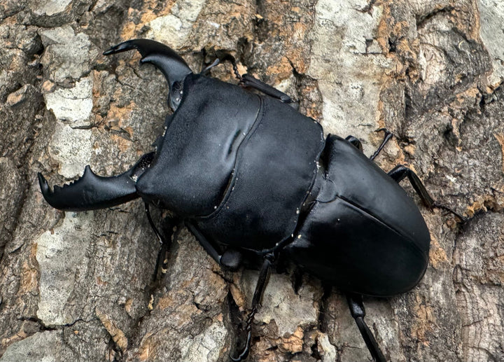 【WD】《東ペレンヒラタクワガタ 80mm ペア》