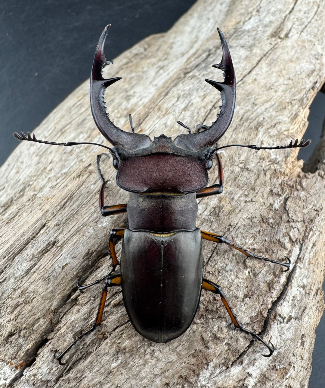 【WD】2018新種記載《ジュシャンミヤマ 58mm ペア》①