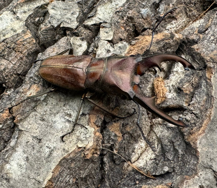 【WD】《ズベールホソアカ ミンダナオ産 47mm ペア》