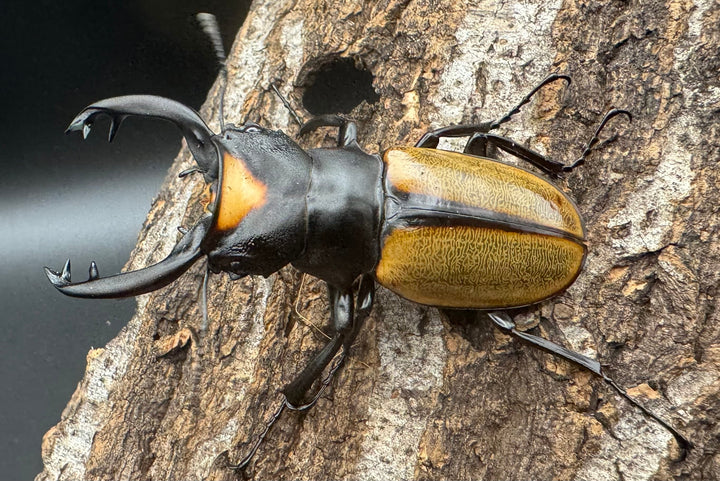 【WD】《ラコダールツヤクワガタ ブラスタギ産 76mm ペア》