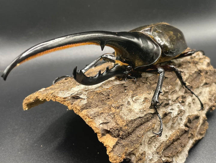 即ブリ《ヘラクレス・ヘラクレス 158mm ペア》