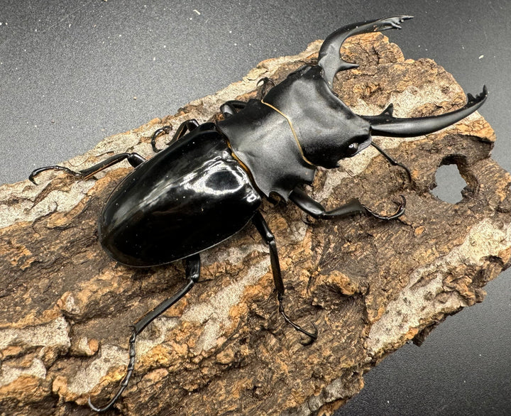 【WD】《インターメディアツヤクワガタ 88mm ペア》