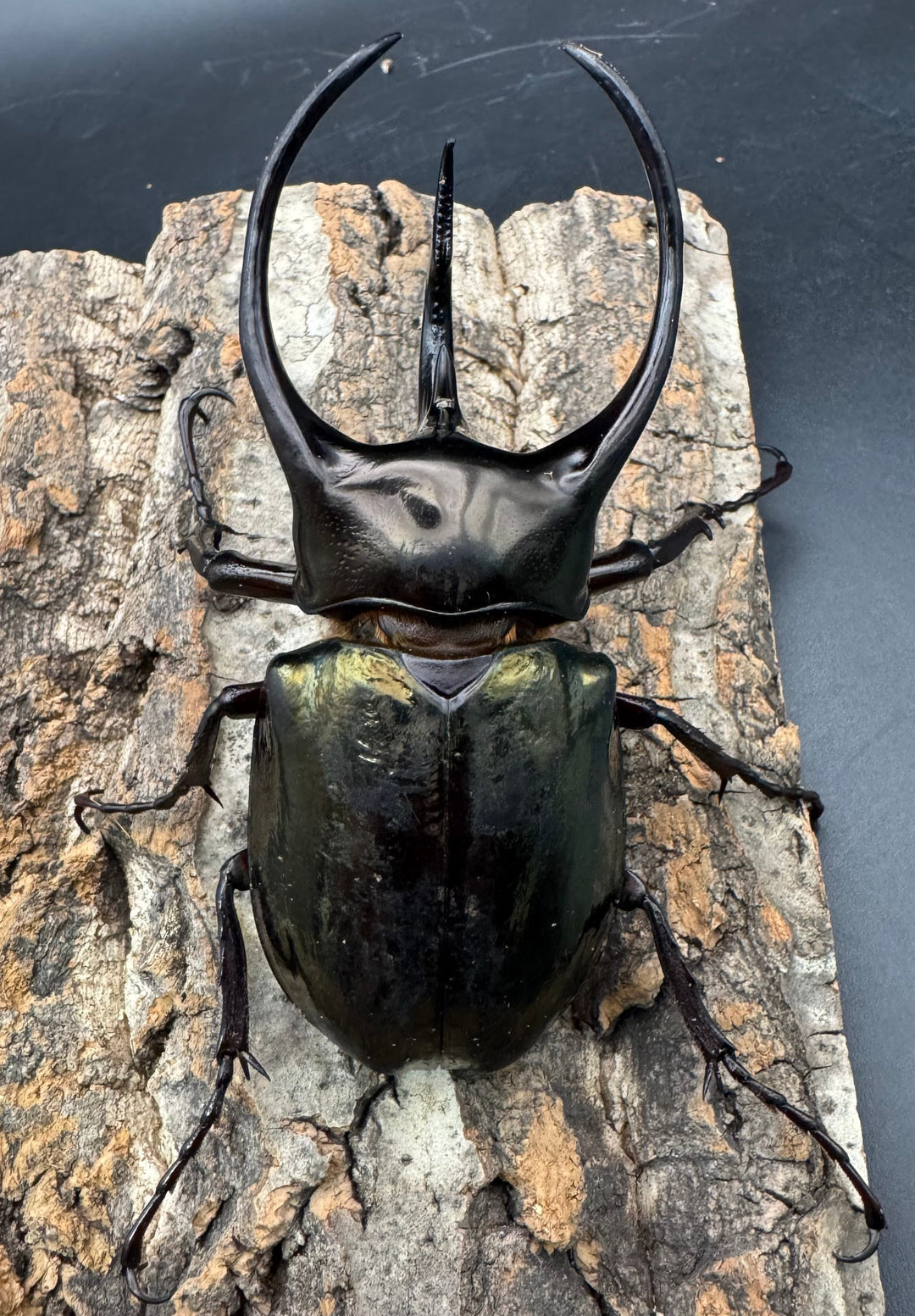 【WD】《ミンダナオアトラスオオカブト 95mm ペア》