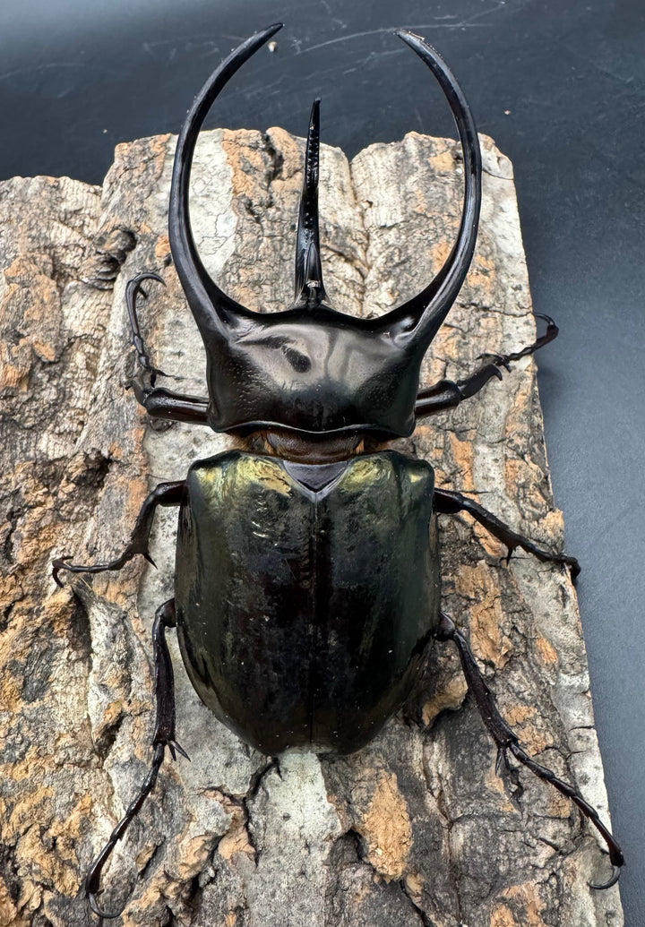 【WD】《ミンダナオアトラスオオカブト 95mm ペア》