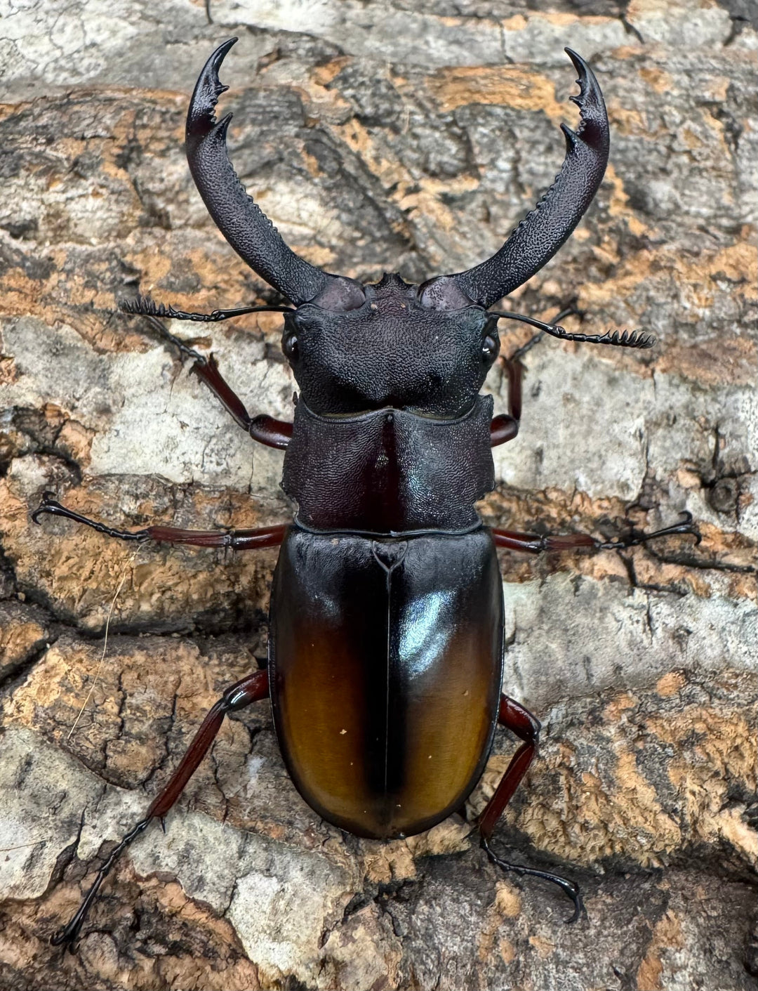 【WD】《パリーフタマタ亜種エロンガトゥス 62.5mm ペア》