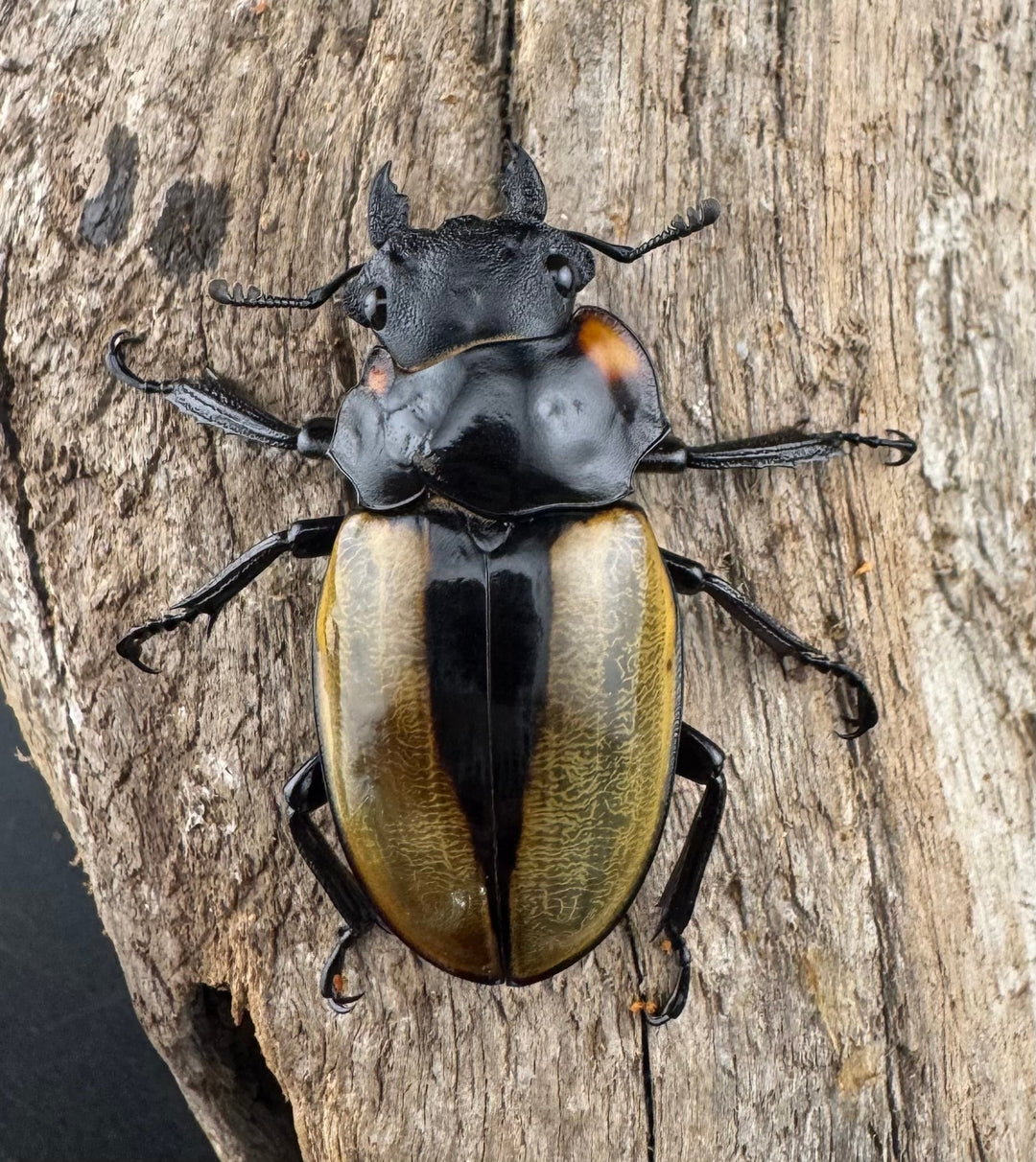 【WD】エラー個体《ラコダールツヤクワガタ 78.5mm A’品ペア》