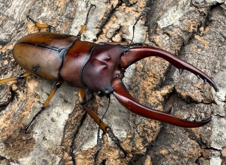 【WD】《アスタコイデスノコギリ ベンクール産 65mm ペア》