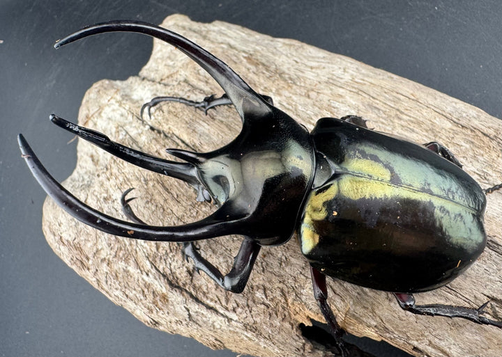 【WD】《ミンダナオアトラスオオカブト マラグサン産 96.5mm ♂単》