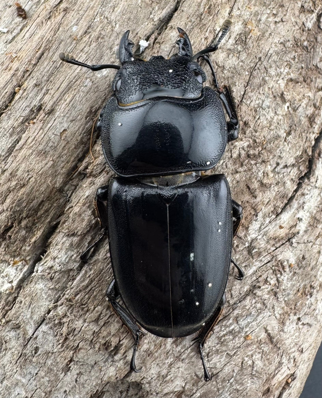 【WD】《パラワンオオヒラタ バタラザ産 98.5mm ペア》