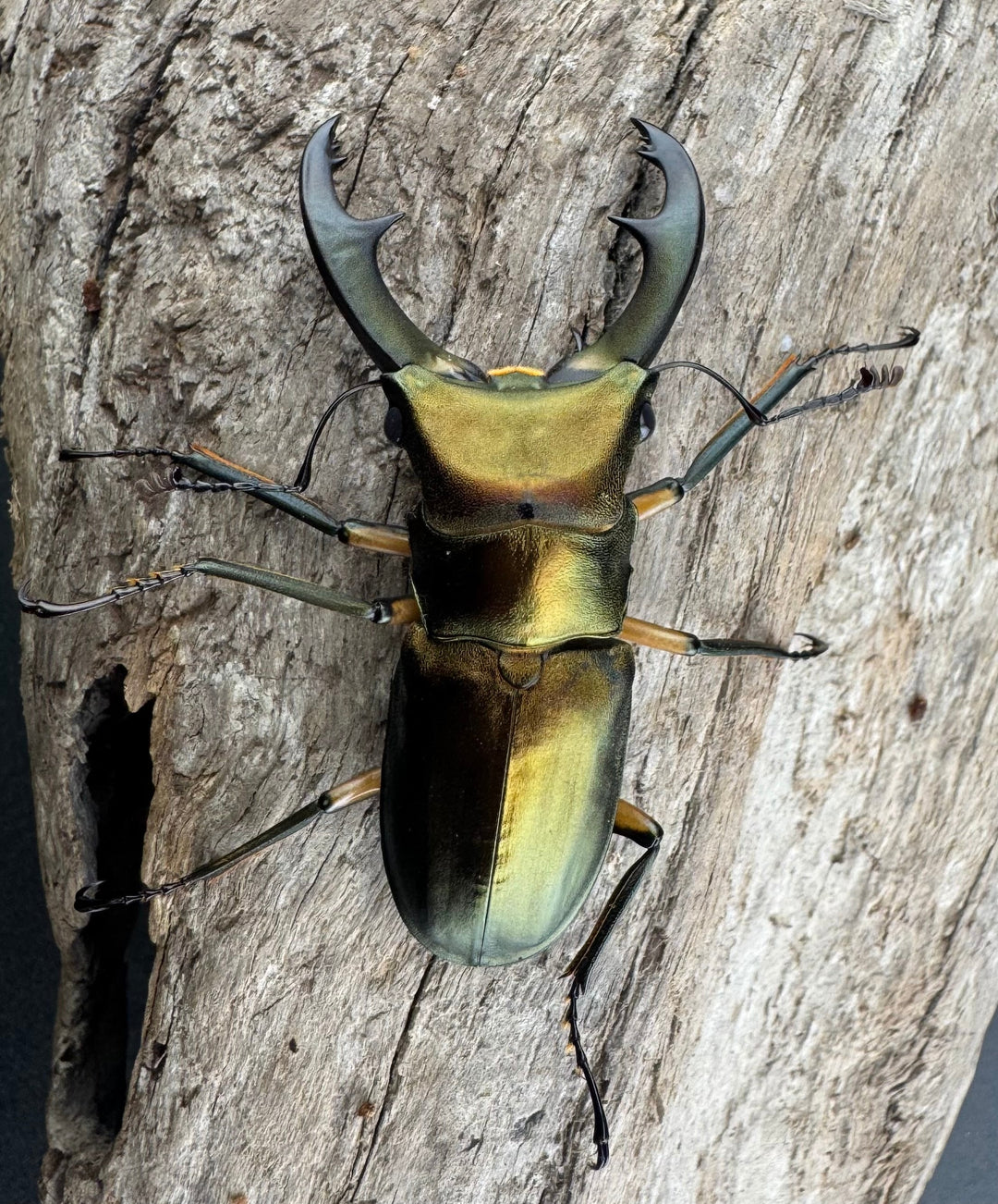 《エラフスホソアカ 55mm ペア》