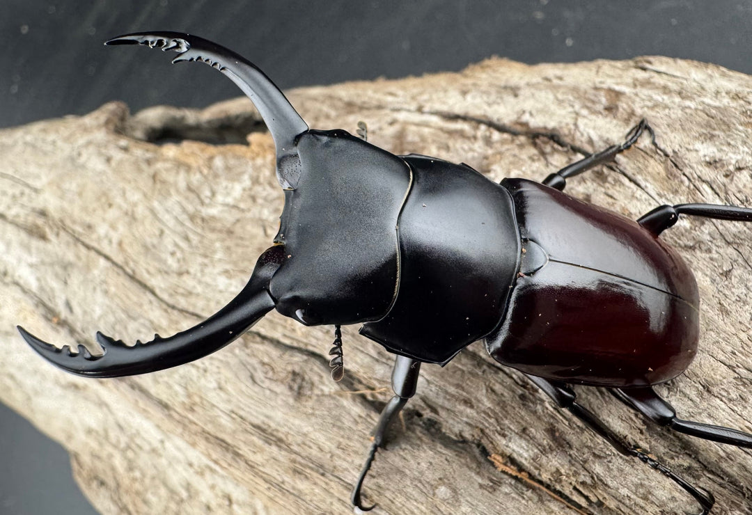 【WD】《アローコクワ原名亜種 臨滄市産 53mm ペア》