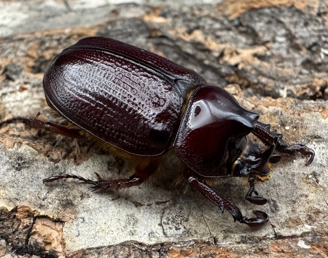 《バラタスサスマタサイカブト Free ペア》②