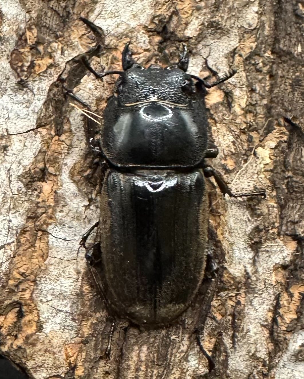 【WD】《西ペレンオオヒラタ 90mm ペア》