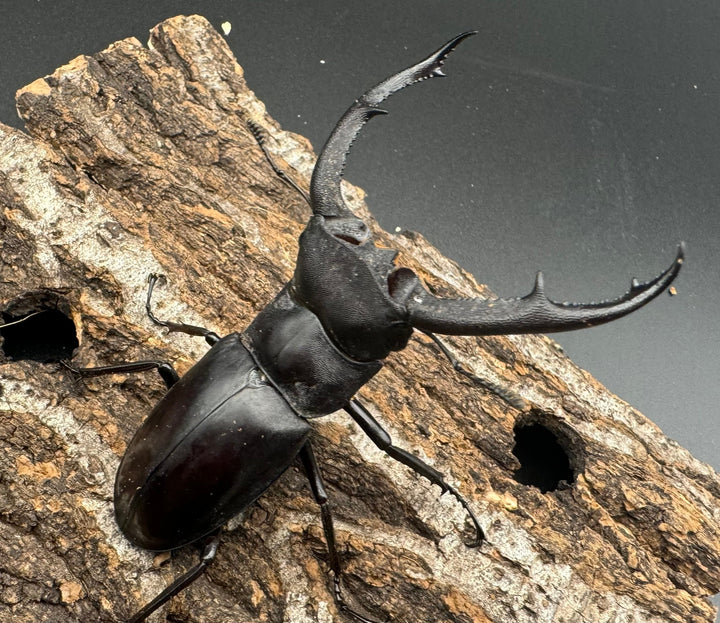 【WD】《マンディブラリスフタマタ 76mm ペア》