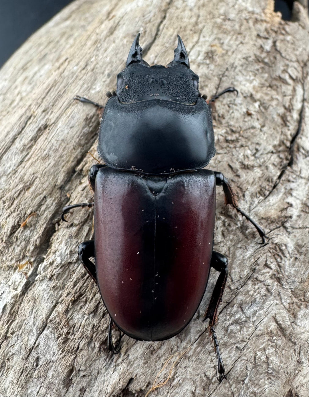 【WD】《ドンキエルコクワ原名亜種 72.5mm ♂♀♀トリオ》