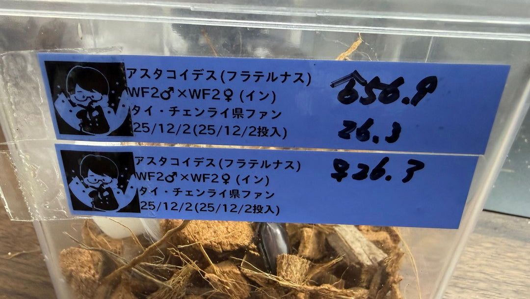 【WF3】《アスタコイデスノコギリ亜種fraternus 56.5mm ペア》クワカブの部屋三森氏ブリード個体