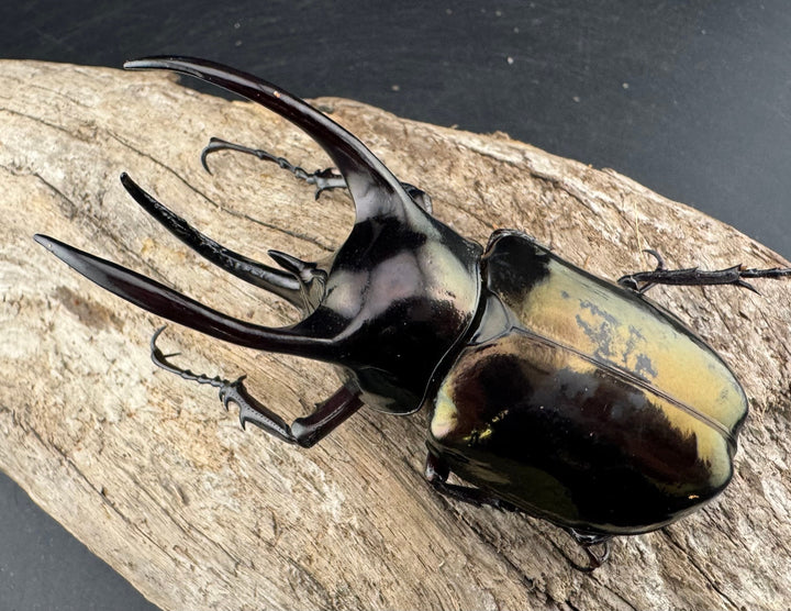 【WD】《アトラスオオカブト スマトラ島産 84mm ペア》