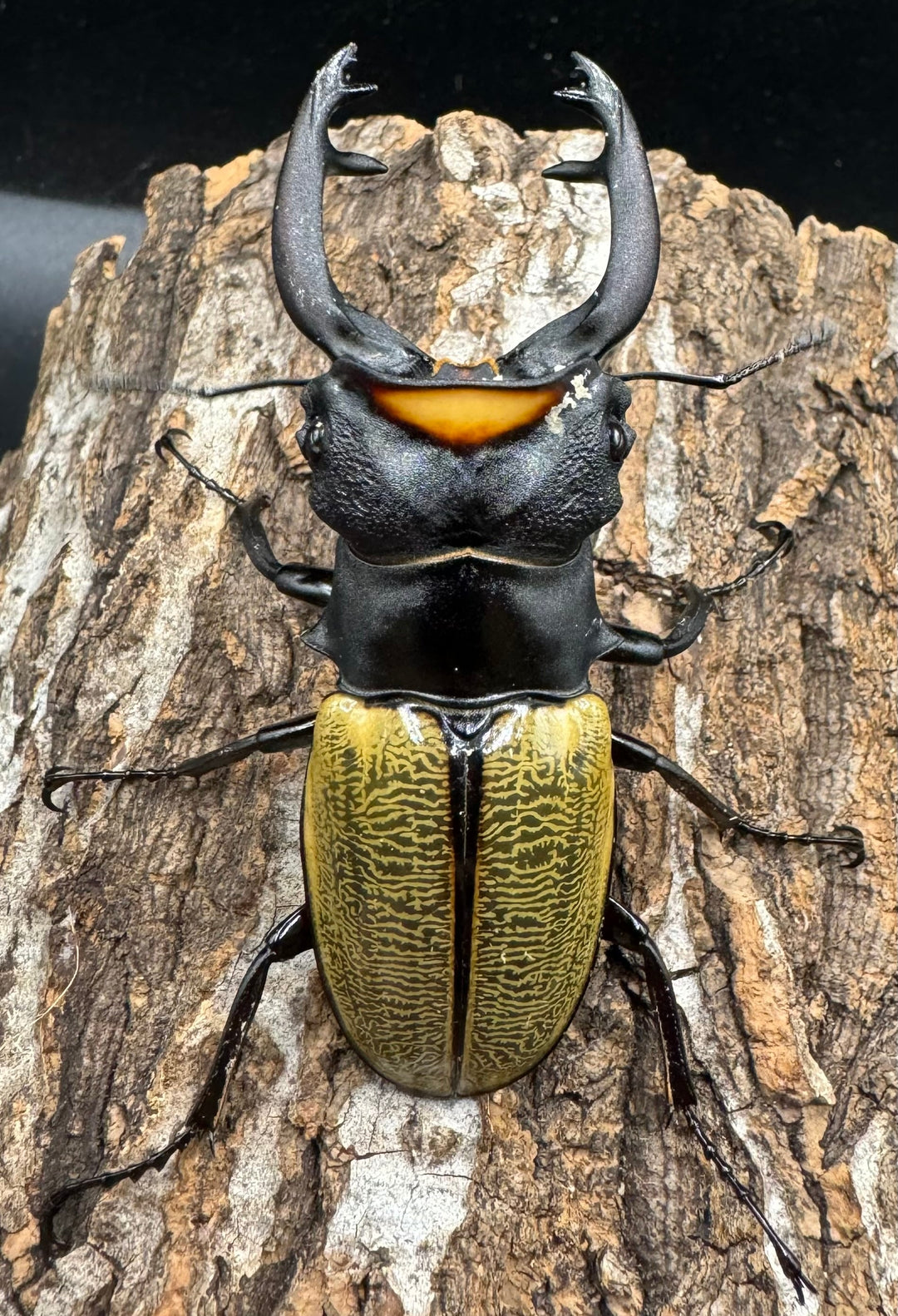 【WD】《スペクタビリスツヤクワガタ 71mm ペア》