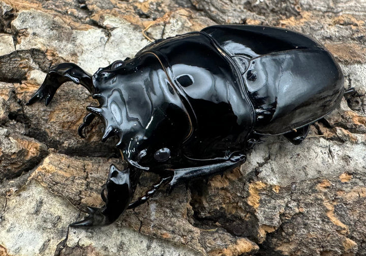 《タランドゥスオオツヤクワガタ 65mm ペア》