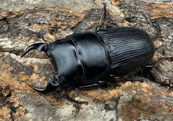 【WD】《ミンダナオパリーオオクワ 43mm ペア》