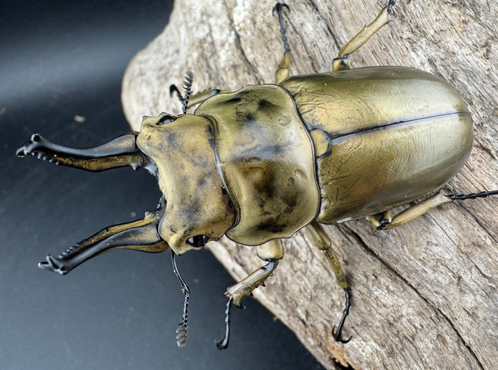 【F0】《ローゼンベルグオウゴンオニクワガタ 69mm ペア》