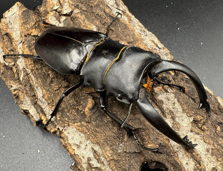 【WD】大型長歯《アルケスツヤクワガタ 93mm ペア》