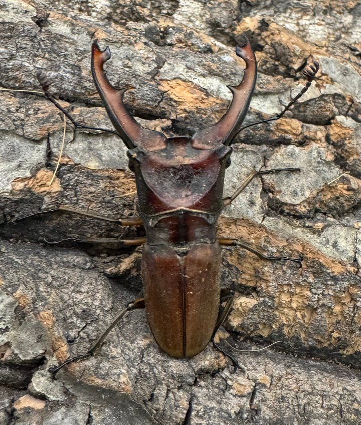 【WD】《ズベールホソアカ 51mm A’品ペア》