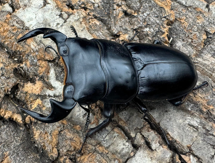 《マレーアンタエウス ゲンティンハイランド産 61mm ペア》