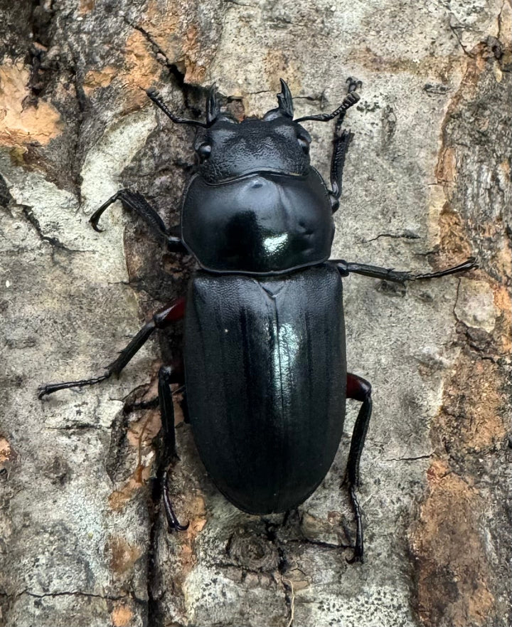 【WD】《アカアシクワガタ亜種chenpengi 遼寧省産 36mm ♂♀♀トリオ》