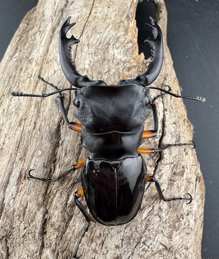 【WD】《インペリアリスツヤ亜種komorii バタラザ産 65mm ペア》