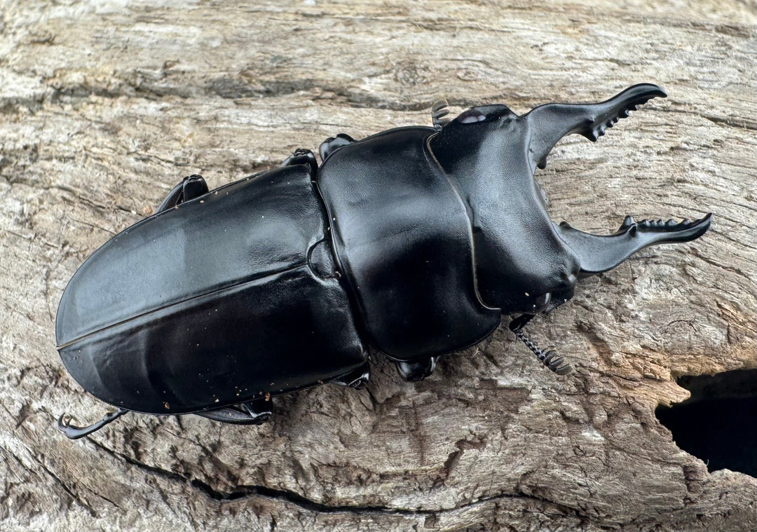 【WF3】《セリコルニスノコギリ 50.5mm ♂単》