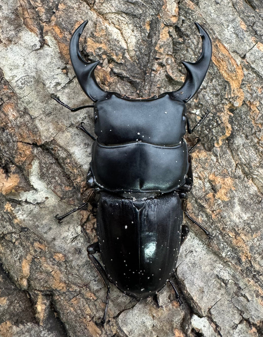 【WD】《ジャワパリーオオクワ ベンクール産 64mm ペア》