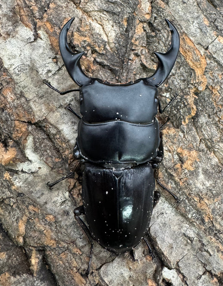 【WD】《ジャワパリーオオクワ ベンクール産 64mm ペア》