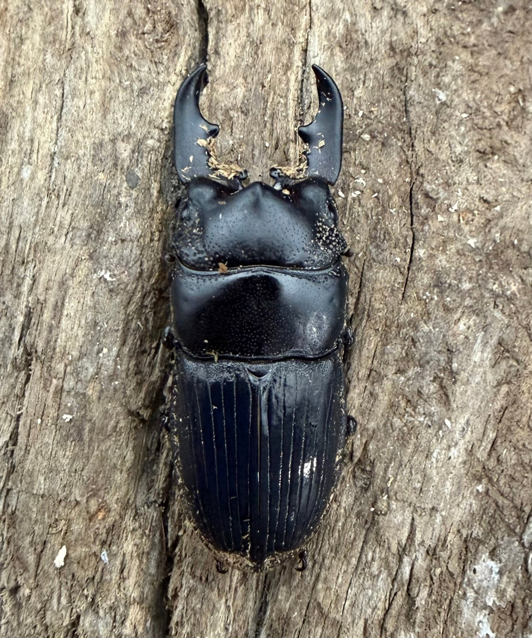 【WD】《アクミナートゥスネブト 33mm ペア》