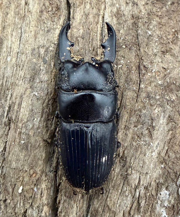 【WD】《アクミナートゥスネブト 33mm ペア》