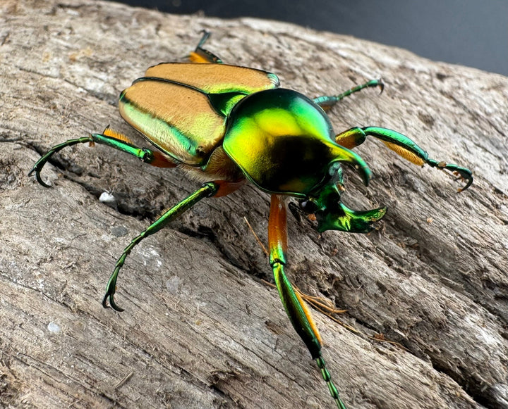 【WD】《セブヒメカブトハナムグリ亜種kachikun ♀パープル系 ペア》